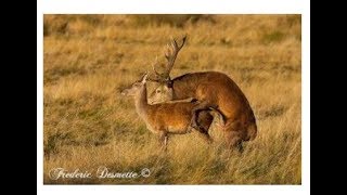 Best Deer MarkingampMating video For Everzoology [upl. by Mela]