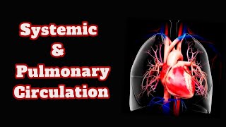 SYSTEMIC AND PULMONARY CIRCULATION IN TAMIL  TYPES OF CIRCULATION  HUMAN BLOOD CIRCULATION [upl. by Trudy]