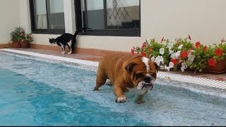 English Bulldog Really wants to swim [upl. by Sesmar]