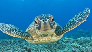 Swimming with Sea Turtles Beautiful Surprises Underwater [upl. by Zuliram299]