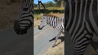 A close up with a heavily pregnant zebra Only with Bushthorns adventures and safaris [upl. by Frohne]