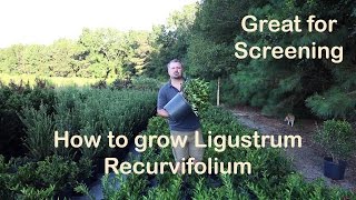 Ligustrum Recurvifolium is the make your neighbor go away plant [upl. by Ahsemed]