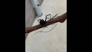 Redback Spider Infestation We Can Help  Call 0407065413 [upl. by Leissam272]