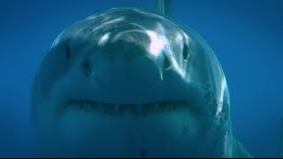 Blue Water White Shark Guadalupe 2008 [upl. by Aseel390]