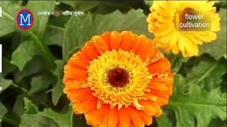 বাণিজ্যিকভাবে জারবেরা ফুলের চাষ  Gerbera flower cultivation Saver dhaka [upl. by Asimaj920]