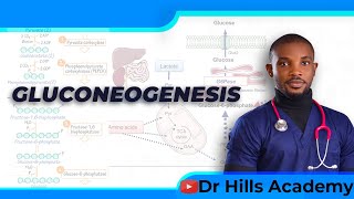 Metabolism  Gluconeogenesis amp Clinical Correlates [upl. by Anuahsat]