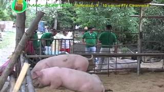 Babuyang Walang AmoyNatural Hog Raising Best Lechon Contest Part 1 [upl. by Enoved677]