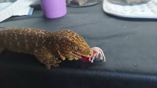 leachie gecko eating pinky mouse [upl. by Tomasine]