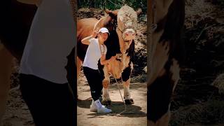 cow shorts viral trending shortvideo youtubeshorts [upl. by Rebmit766]