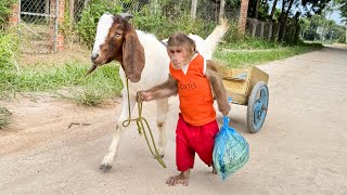 So Obedient Cutis Takes Goat Go Market Buy Milk To Survival Alone [upl. by Sikes]