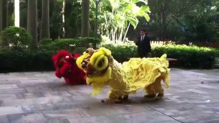 El Baile del Dragón Chino  Baile Año del mono  Danza de Dragones Chinos [upl. by Anerbes]