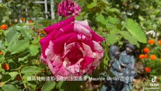 Maurice Utrillo Rose 品種介紹（40）莫里斯·郁特里罗 [upl. by Peyton120]