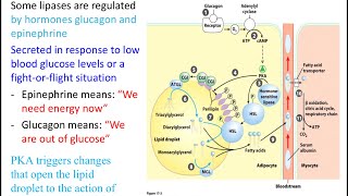 Digestionabsorption of fatty acidsresynthesisfat droplet mobilization [upl. by Leziar]