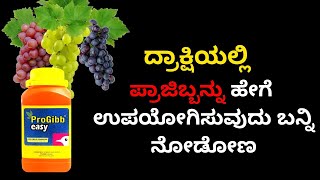 ದ್ರಾಕ್ಷಿಯಲ್ಲಿ ಪ್ರಾಜಿಬ್ಬನ್ನು ಹೇಗೆ ಉಪಯೋಗಿಸುವುದು ಬನ್ನಿ ನೋಡೋಣ progibb easy in grapes  Kannada [upl. by Marela]