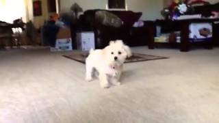 Maltipoo barking [upl. by Rozella]