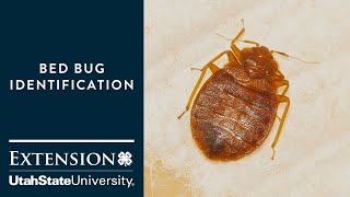 How to Identify Bed Bugs [upl. by Nylakcaj]