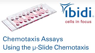 Chemotaxis Assays Using the ibidi µSlide Chemotaxis [upl. by Ecnerwaled]