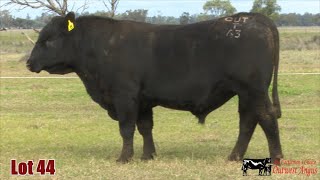 Lot 44 Outwest FB Tussock NDL22T43 [upl. by Krispin]