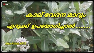 കാല് വേദനയും കാൽമുട്ട് വേദനയും പമ്പ കടക്കും എരുക്ക്ഇല ഉപയോഗിച്ചാൽ IdeaArbabകാല്‍വേദന എരുക്ക് [upl. by Bride]