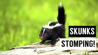 Baby SKUNKS Stomping Compilation [upl. by Oulman]