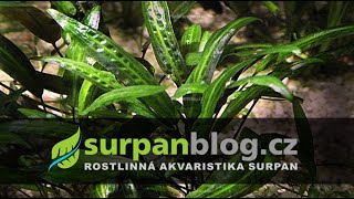 Cryptocoryne affinis  Kryptokoryna červená  Akvarijní rostliny  SURPANcz [upl. by Wessling]