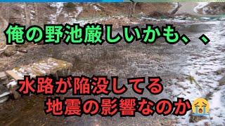 『水が入らない』野池の管理と大日養鯉場の昭和を５匹購入！koi carp アクアリウム いわき市 錦鯉 fish 野池 nishikigoi 大日養鯉場 [upl. by Elleinnad]