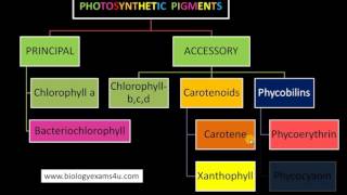 3 Major Classes of Pigments in Photosynthesis [upl. by Llevram]