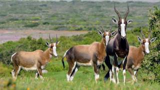 Afrique Australe la faune face aux saisons [upl. by Yblehs38]