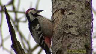 VITRYGGIG HACKSPETT Whitebacked Woodpecker Dendrocopos leucotos Klipp  855 [upl. by Reine]