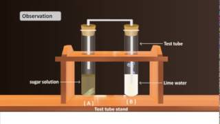 Science Subject  CBSE BOARD  Experiment of Alcoholic Fermentation in Yeast [upl. by Gilliette]