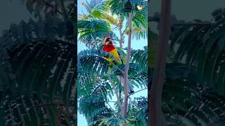 Macaw Parrot Sound 🦜  Macaw Parrot [upl. by Hesta]