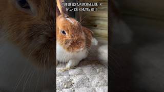 Sätze die sich Kaninchenhalterin oft anhören müssen Part 1 🐰😊 kaninchen bunny rabbit [upl. by Alric]