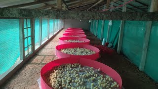 Today my new poultry farm chicks placement [upl. by Fe]