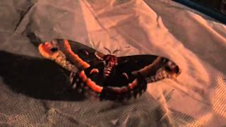 Cecropia Moth Hyalophora cecropia Shivering Before Takeoff [upl. by Flieger]