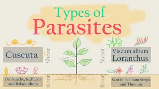 Total and Partial Root amp Stem Parasites [upl. by Cran789]