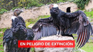 Conocimos el CÓNDOR ANDINO Ave Nacional del Ecuador [upl. by Nabru476]