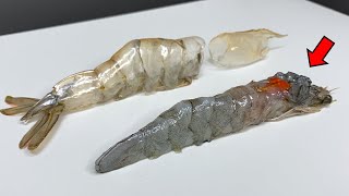 Why Shrimps Look Like Insects  Shrimp Dissection [upl. by Assirram441]