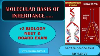 Molecular Basis of Inheritance Class 12 Part 2  DNA Replication  NEET 202122 and Board Exam [upl. by Yazbak17]