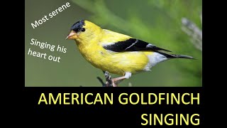 MUST WATCH  American Goldfinch Singing His Heart Out [upl. by Bodkin395]