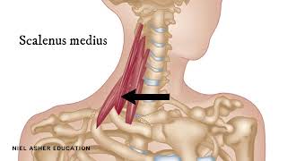 How To Find Trigger Points  Scalene Muscles [upl. by Anaujal]