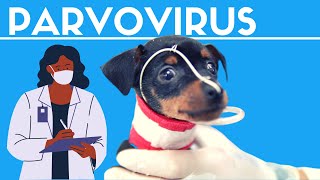 PARVOVIRUS CANINO 🐶  SÍNTOMAS Y PREVENCIÓN [upl. by Feodora]