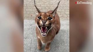 Conoce a Pumba el felino domesticado que vive con su dueño en Letonia [upl. by Saddler]