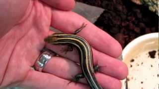 How to tame a bluetailed skink five lined skink [upl. by Ruhtua]