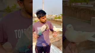 Light Aa gyi Ab kya hoga  wait for it  pigeon reaction shorts skpigeonloft [upl. by Ehc]