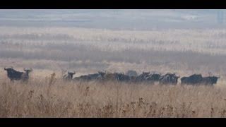 South Africa Taking an old Blue Wildebeest with the 270 Winchester [upl. by Tingley]