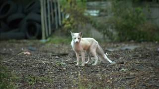 VIDEO Baby fox spotted on West Side [upl. by Peder]