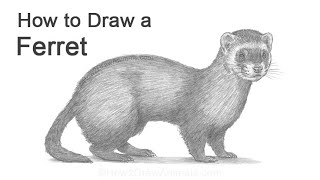 How To Draw a Ferret [upl. by Tatman676]