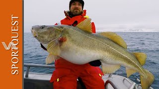 Skrei Cod Fishing in Nappstraumen Norway with Nordic Sea Angling [upl. by Arodoeht]