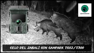 Celo de jabalí en el hayedo norteño con Campark TC02 🐗🐗🌞 [upl. by Roslyn]