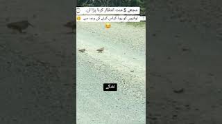 The Lafangey Birds 🐦🐦MazakMain YouTube funnyshorts newreel naveedck [upl. by Finer291]